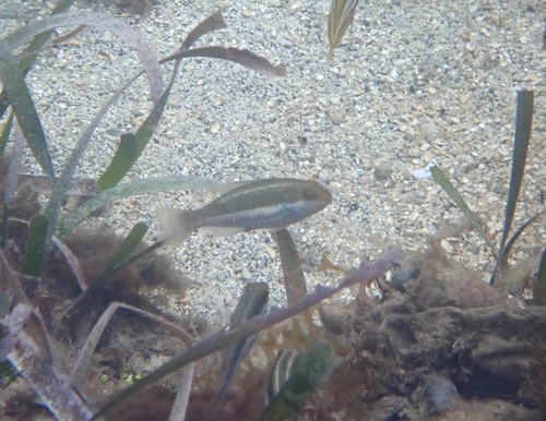 Bucktooth parrotfish (Sparisoma radians) — Scaridae — 5