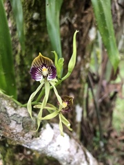 Prosthechea cochleata