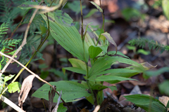 Cypripedium parviflorum