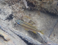 Haemulon flavolineatum