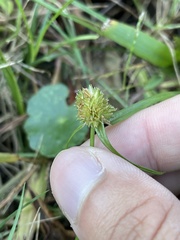 Cyperus metzii