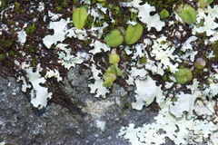 Bulbophyllum pygmaeum