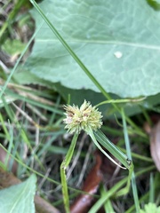 Cyperus metzii