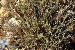 Thymus zygis