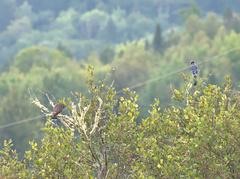Cyanocitta cristata image
