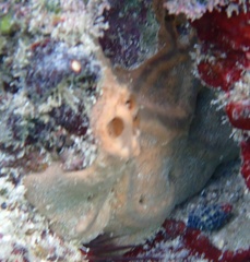 Spirastrella hartmani