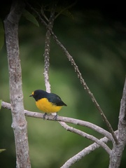 Euphonia minuta
