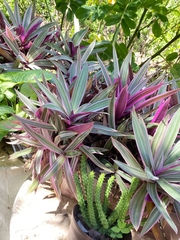 Tradescantia spathacea
