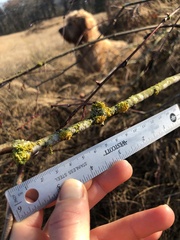 Polycauliona polycarpa