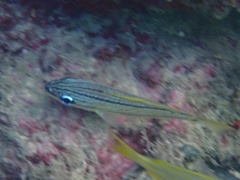 Haemulon flavolineatum