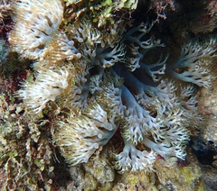 Lebrunia neglecta