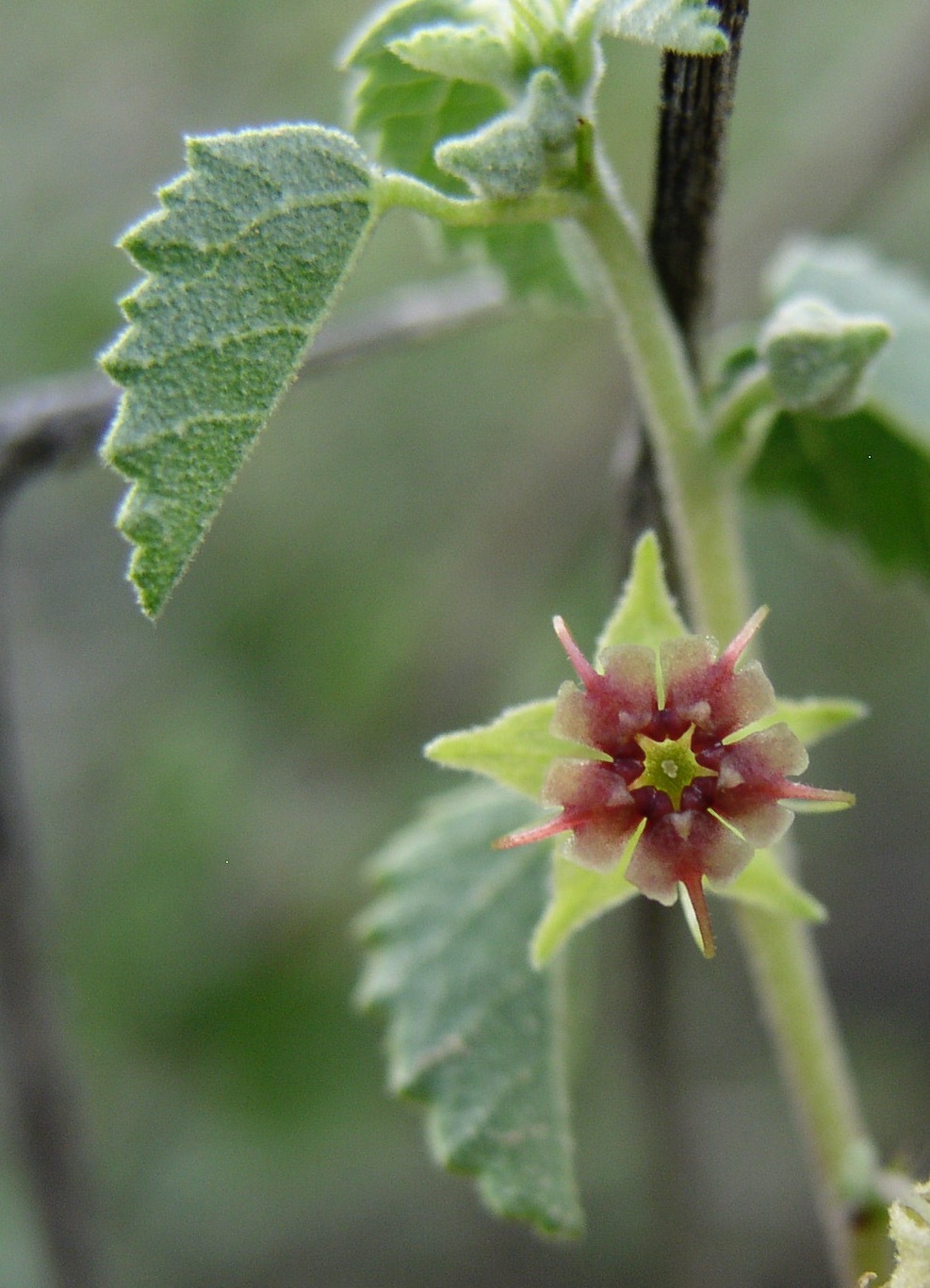 Ayenia microphylla