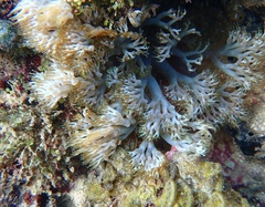 Lebrunia neglecta