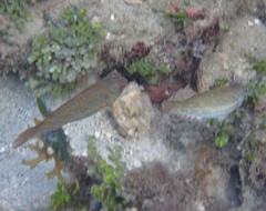 Sparisoma chrysopterum