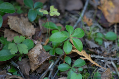 Polygaloides paucifolia