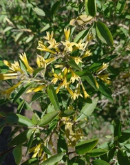 Cestrum parqui