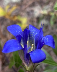 Gentiana autumnalis