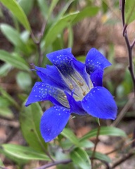 Gentiana autumnalis