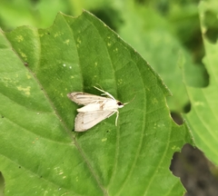 Neurophyseta