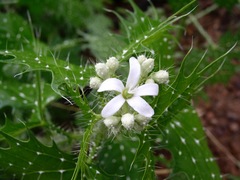 Cnidoscolus angustidens