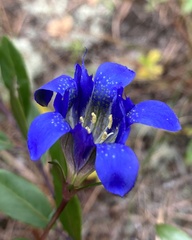 Gentiana autumnalis