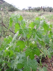 Cnidoscolus angustidens