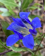 Gentiana autumnalis