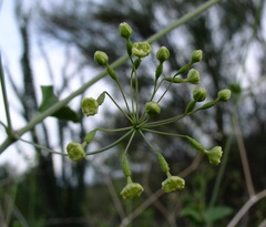Commicarpus scandens