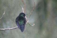Thalurania glaucopis