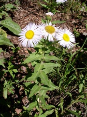 Erigeron vreelandii