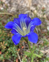 Gentiana autumnalis