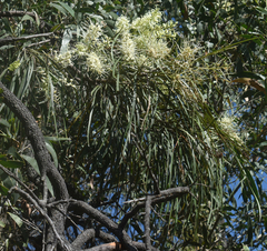 Grevillea parallela