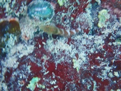 Malacoctenus triangulatus