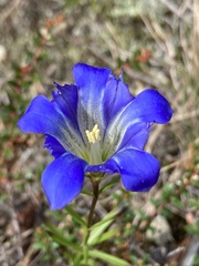 Gentiana autumnalis