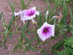 Ipomoea longifolia