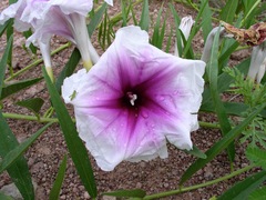 Ipomoea longifolia