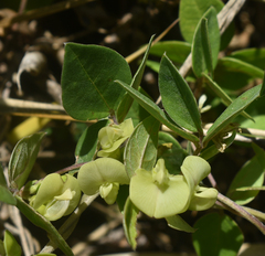 Macrotyloma axillare axillare