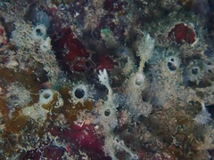Haliclona caerulea