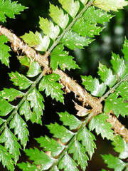 Polystichum vestitum