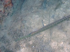Aulostomus maculatus