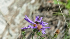 Dianthidium