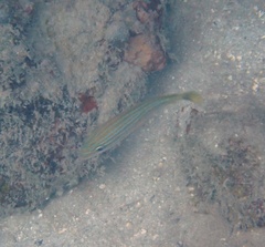 Haemulon sciurus