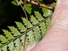 Polystichum vestitum