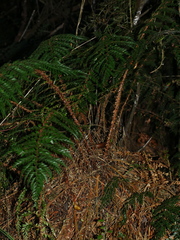Polystichum vestitum