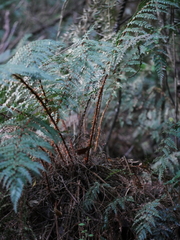 Polystichum vestitum