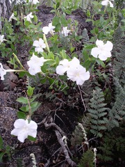 Mandevilla brachysiphon