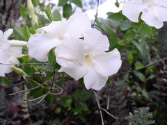 Mandevilla brachysiphon