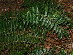 Polystichum vestitum