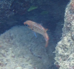 Neoniphon vexillarium