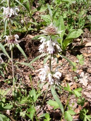 Monarda citriodora austromontana